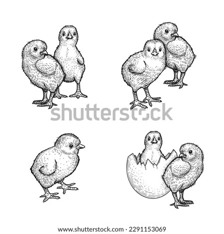 Hand drawn sketch style chicken set. Collection of cute baby chick drawings. Little lovely feathered baby bird in engraved retro style. Vector illustrations.