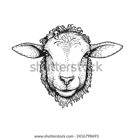 Similar – Image, Stock Photo Sheep face portrait and selective focus. Red nose sheep close-up