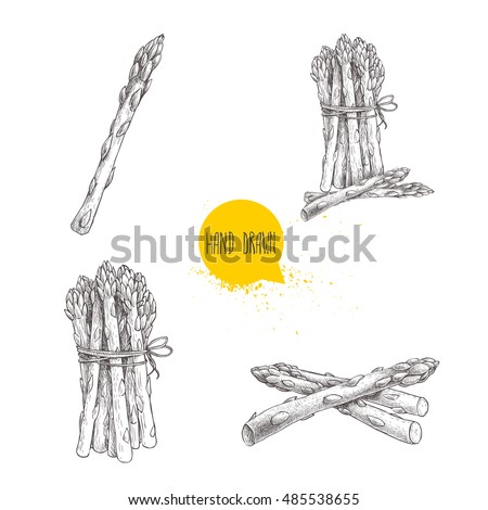 Hand drawn sketch style set of asparagus. Single, bunch and composition.