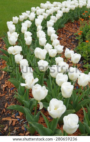 white tulips, tulips in spring