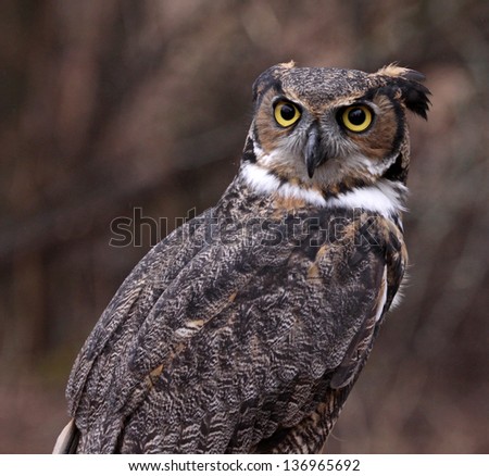 A Great Horned Owl (Bubo virginianus) looking concerned.