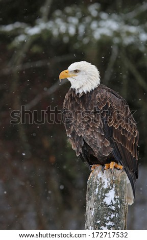 A stern looking Bald Eagle (haliaeetus leucocephalus) perched on a post with snow falling in the background.