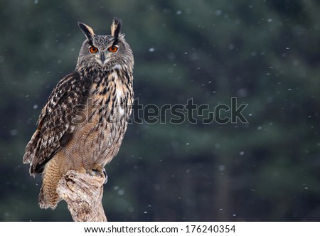 A Eurasian Eagle Owl (Bubo bubo) sitting a perch with snow falling in the background.