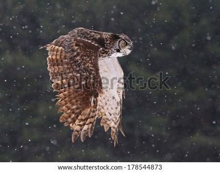 A Great Horned Owl (Bubo virginianus) gliding through the air with snow falling in the background.