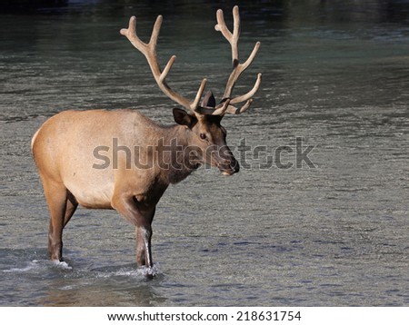 A shot of a bull Elk (Cervus canadensis) crossing the Bow river. Shot in Bow River, within the Banff town site.  Located in Banff National Park, Alberta, Canada.