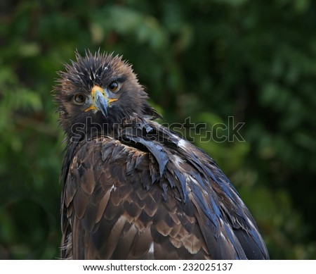 A Golden Eagle (Aquila chrysaetos) looking at the camera.