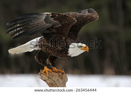 Similar – Image, Stock Photo a bird takes off from the sandy beach