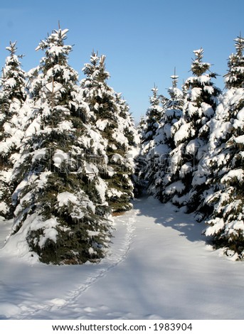 A path running through a bunch of snow covered evergreens.