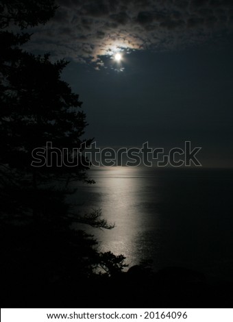 A sparse spruce silhouetted against the moonlit ocean at Acadia National Park, in Maine USA.