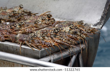 A batch of lobsters being cooked on a barbeque at sea.