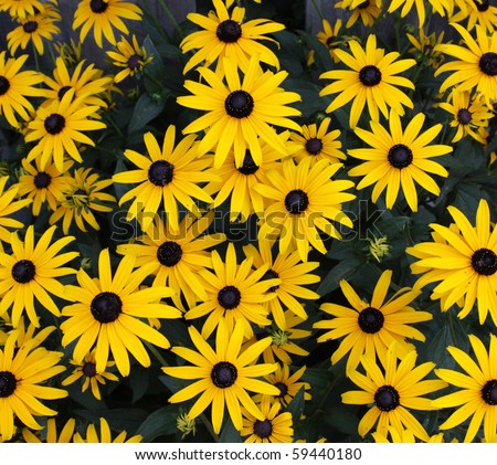 A Black-eyed Susan (Rudbeckia hirta) flowers in the midst of a flower bed.