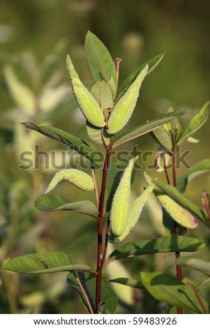A vertical shot of Common Milkweed. (Asclepias syriaca)