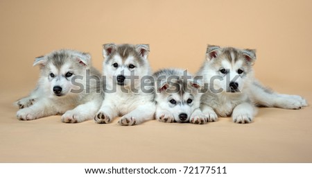 puppy of siberian husky