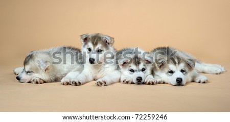 puppy of siberian huskies