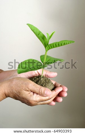 Old hands holding new sapling, Environment theme