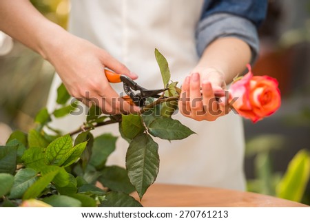 Close-up. Young female florist pruning rose in flowers shop.