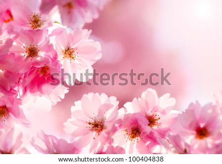 stock-photo-cherry-blossom-100404838.jpg