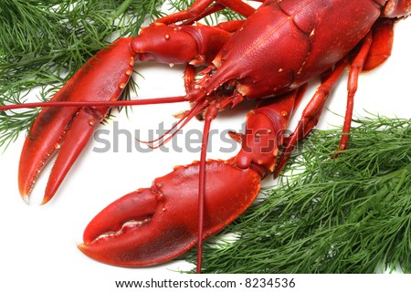 Lobster being prepped for cooking