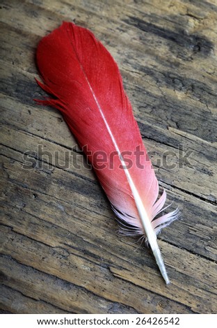 Red Feather on wood