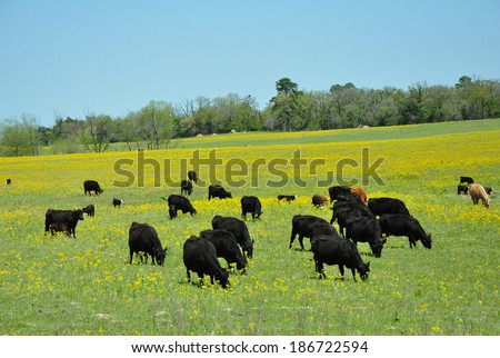Black Cattle in pasture