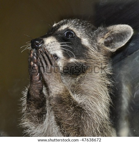 Raccoon Stock Photo 47638672 : Shutterstock