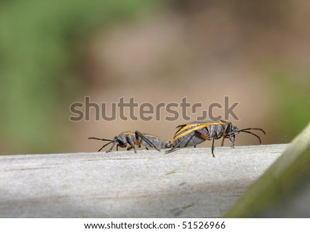 Box Elder Bugs mating