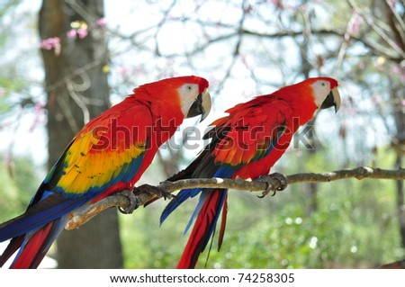 Two brightly colored Parrots perched on tree branch