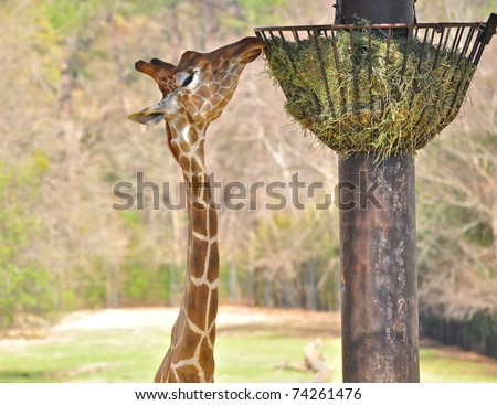 Giraffe reaching up to feeder for a bite of hay