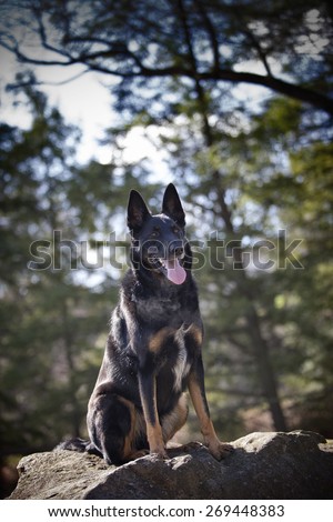 An alert, large, male German Shepherd Dog Malinois mixed breed sits and pants on a large rock in the woods outside.