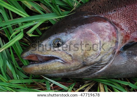 alaskan king salmon in spawning colors