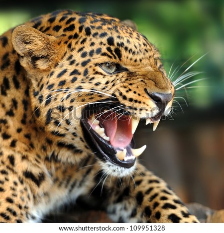 stock photo leopard portrait 109951328 - Каталог — Фотообои «Животные»