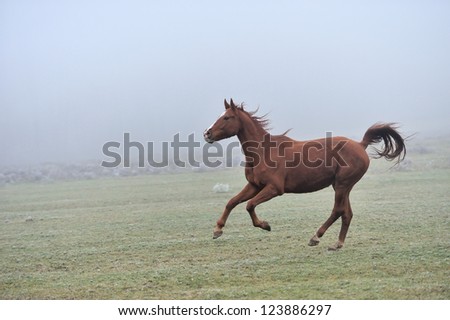 Horse runs gallop on the fog field