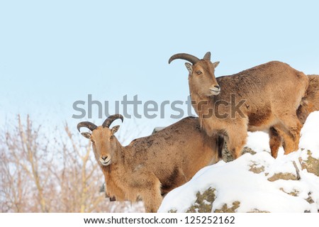 Young Alpine Ibex, wild goat