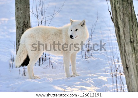 Beautiful wild white wolf in winter