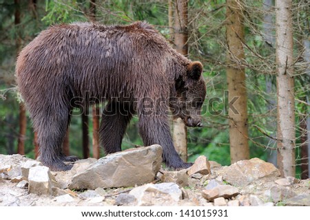 Brown bear in forest after rain