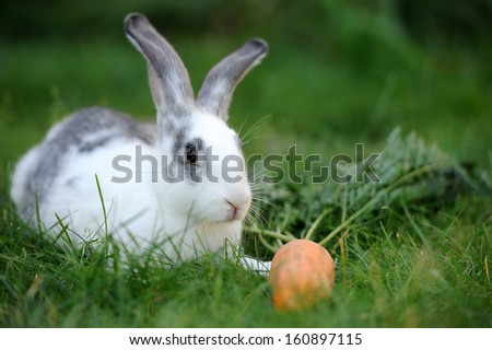 Baby rabbit in grass. Summer day