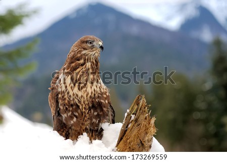 Hawk on a branch in forest