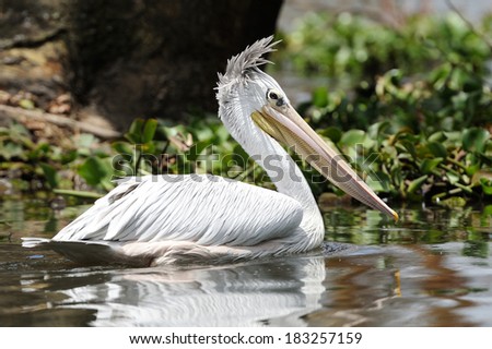 White pelican reflecting in water