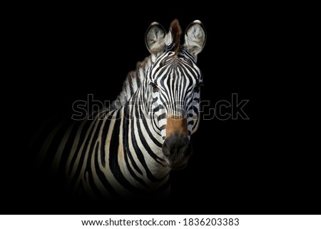 Similar – Image, Stock Photo Zebra eye zebra closeup