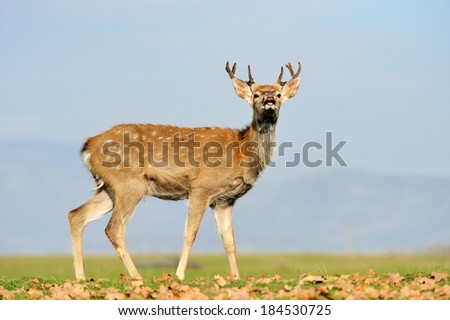 Young deer in autumn field