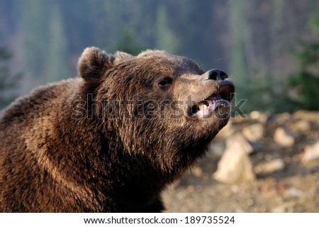 Young brown bear in the wild forest