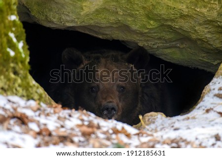 The brown bear (Ursus arctos) looks out of its den in the woods under a large rock in winter  Photo stock © 