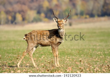 Young deer in field. Autumn day