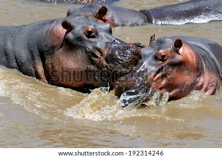 Group of hippopotamus (Hippopotamus amphibius) in water, southern Africa