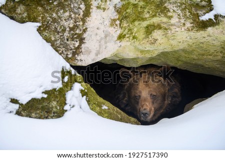 Brown bear (Ursus arctos) looks out of its den in the woods under a large rock in winter Photo stock © 
