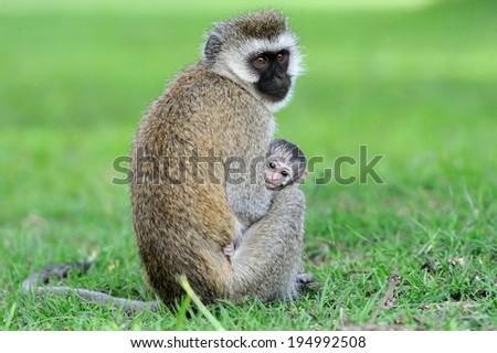 Three Cape Vervet Monkeys in the National park. Kenya, Africa