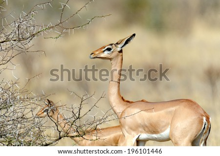 Gerenuk in Samburu National Park in Northern Kenya. Africa