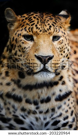 Angry wild leopard on black background