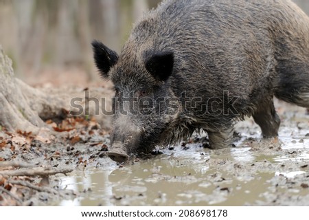Wild boar in wood. Boar in dirt