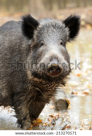 Wild boar in autumn forest. Boar in dirt